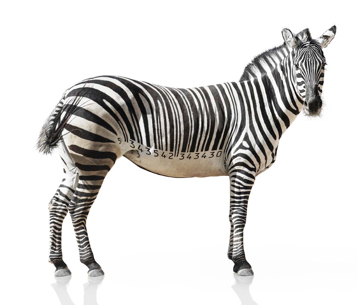 BarcodeZebra_09