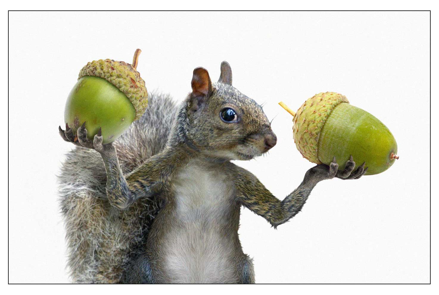CGI-illustration-Characters_Squirrel-lifting-acorns