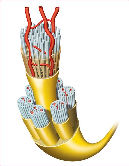 Exploded-View-of-Nerve-Endings-and-Arteries