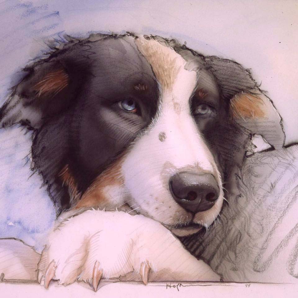 Hofkin-BorderCollie_Adj