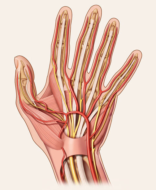 Medical-Educational-illustration-Hand Anatomy-Bill-Graham