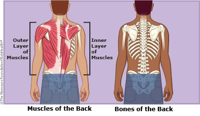 Medical-Educational-illustration-Medical_Back muscles-Bill-Graham