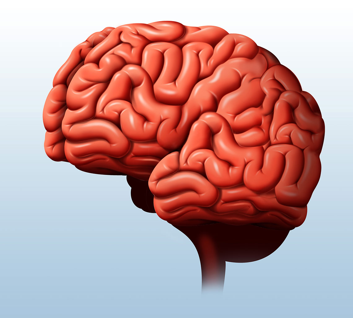 Medical-Educational-illustration-Medical_Brain-Bill-Graham