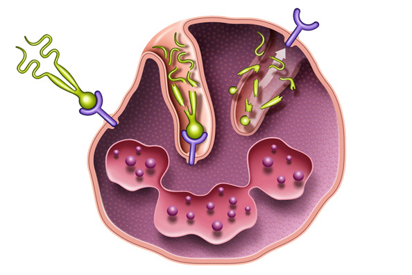 Medical-Educational-illustration-Neulasta_MOA_v2-Bill-Graham