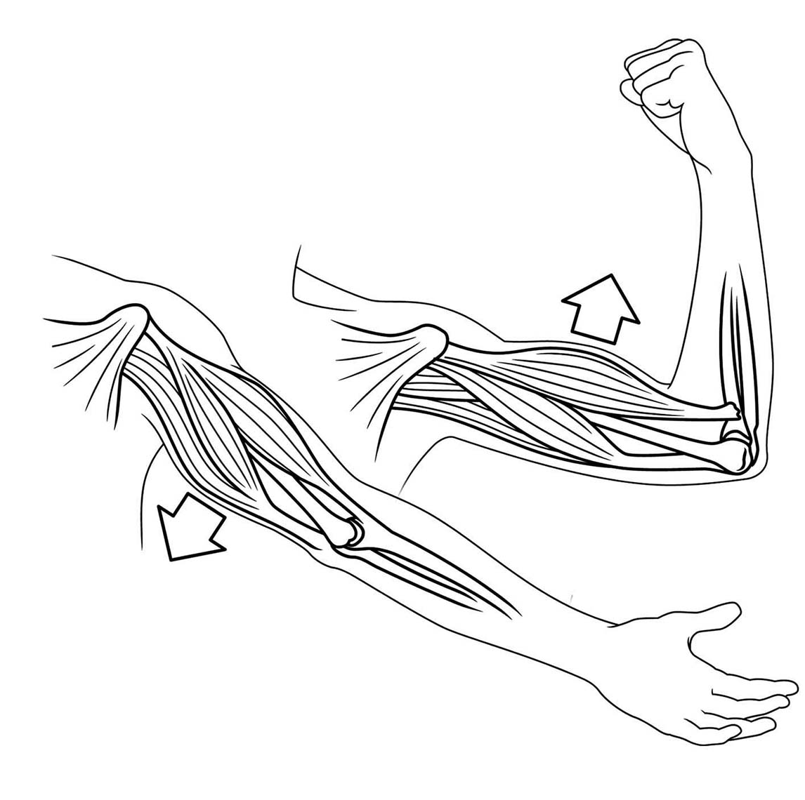 Medical diagram arms