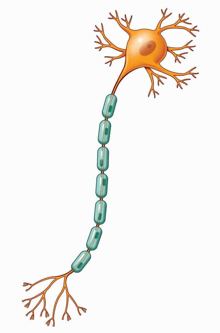 Neuron-with-Cell-Body,-Axon,-myelin-Sheath-Nodes