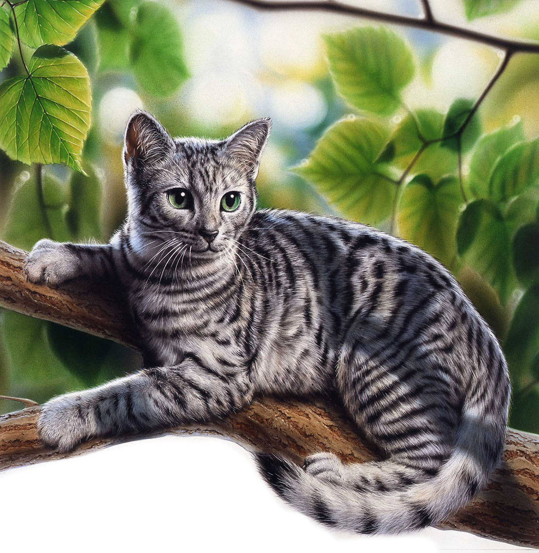Photo-Imaging_Animals and Nature_Cat in a tree-Frank Neidhardt