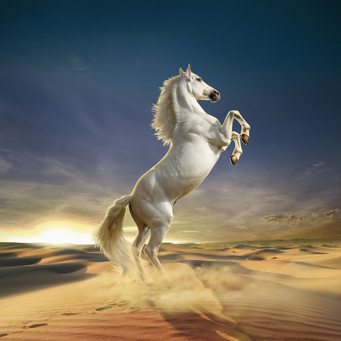 Photo-Imaging_Animals and Nature_White stallion-Frank Neidhardt