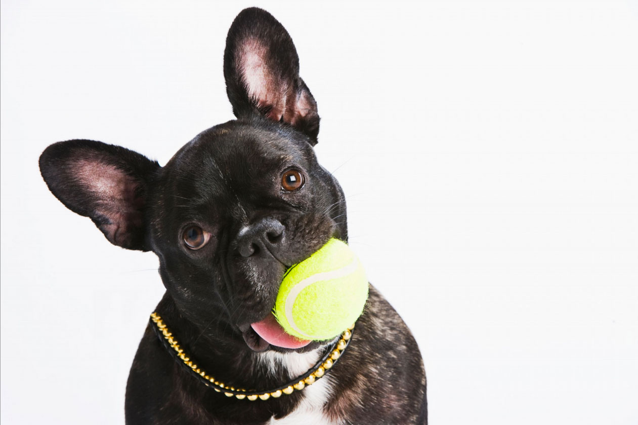 Photography_Products and Still Life_French Bulldog with Tennis Ball and Gold Chain-Tony Garcia