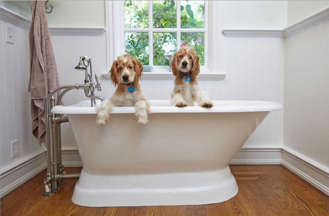 Photography_Products and Still Life_Wet Dogs in Bathtub-Tony Garcia