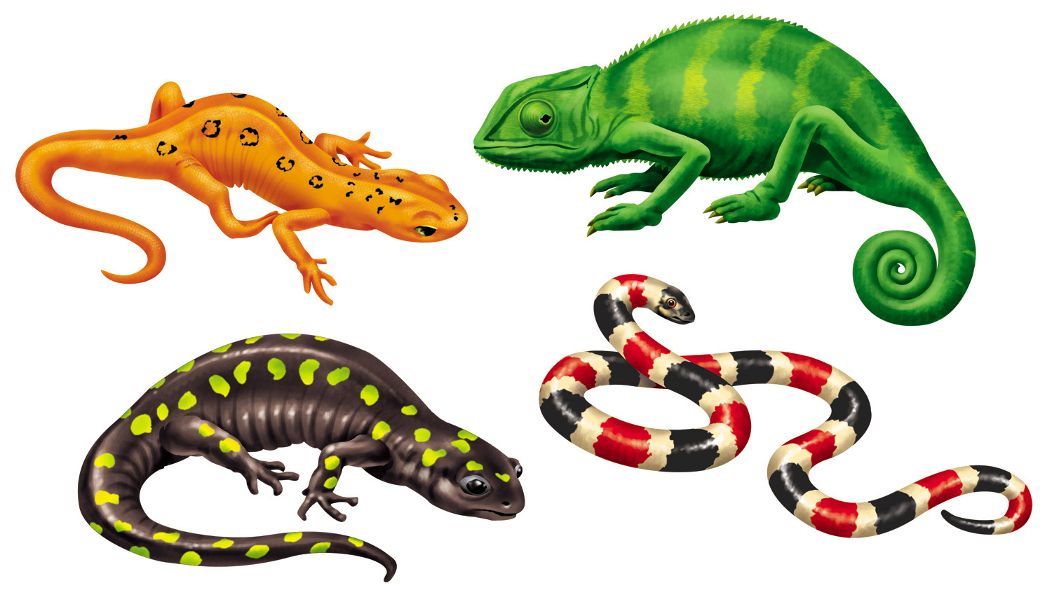 Rick Grayson_Animals_Reptiles