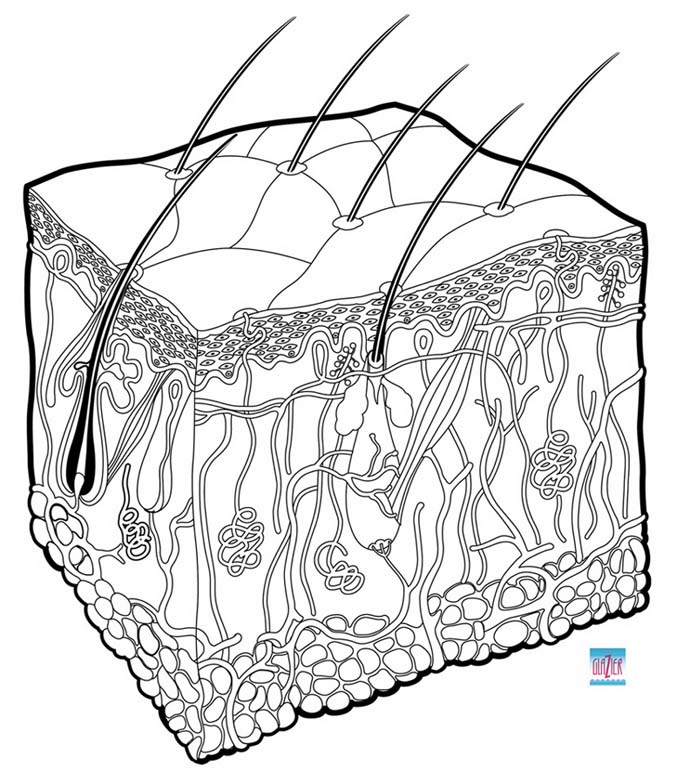 Skin crossection