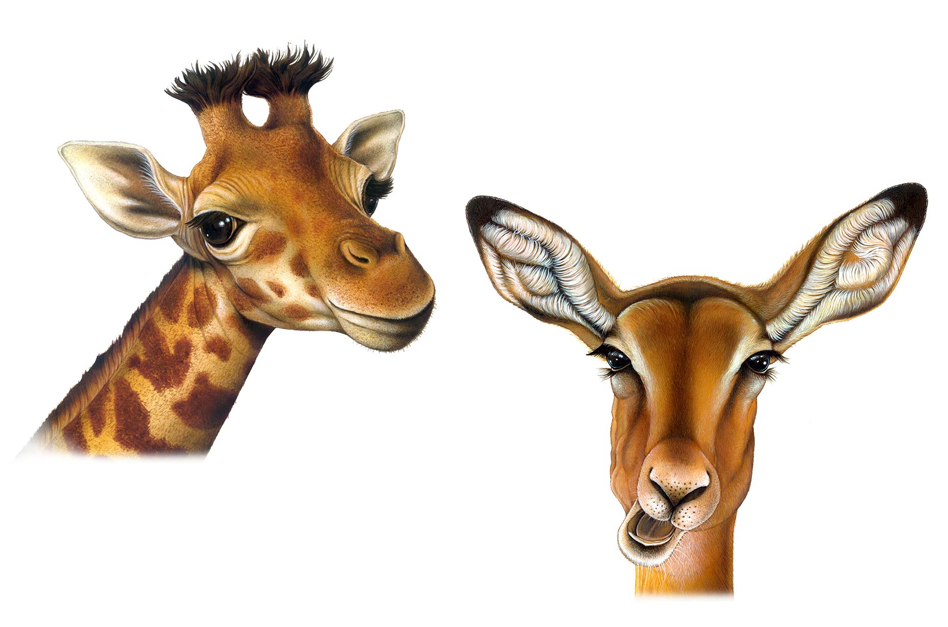 fiammetta-dogi-animals-aareps-giraffe_fawn