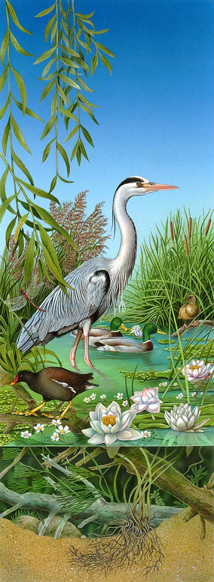 fiammetta-dogi-animals-aareps-heron-in-tidalpool-water-cutaway