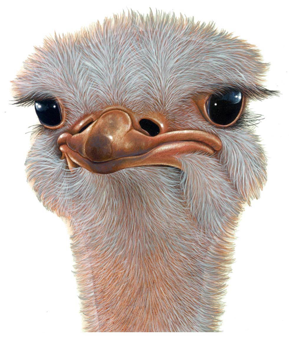 fiammetta-dogi-animals-aareps-ostrich