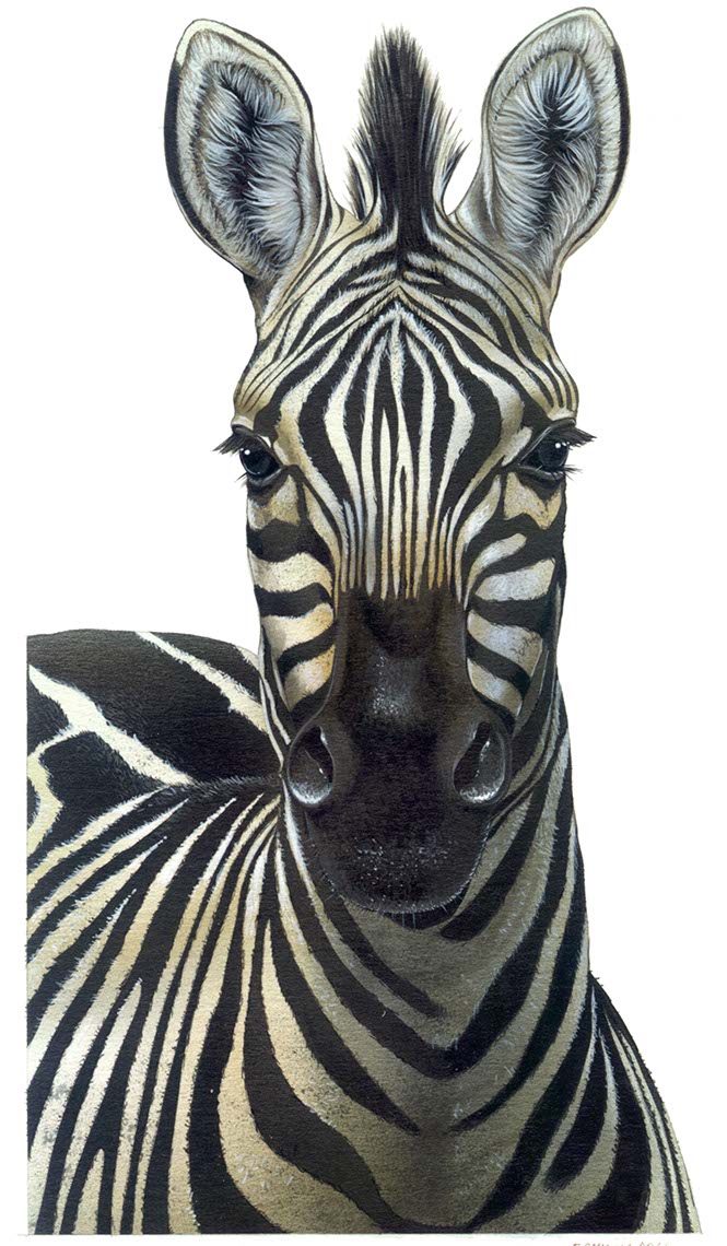 fiammetta-dogi-animals-aareps-zebra