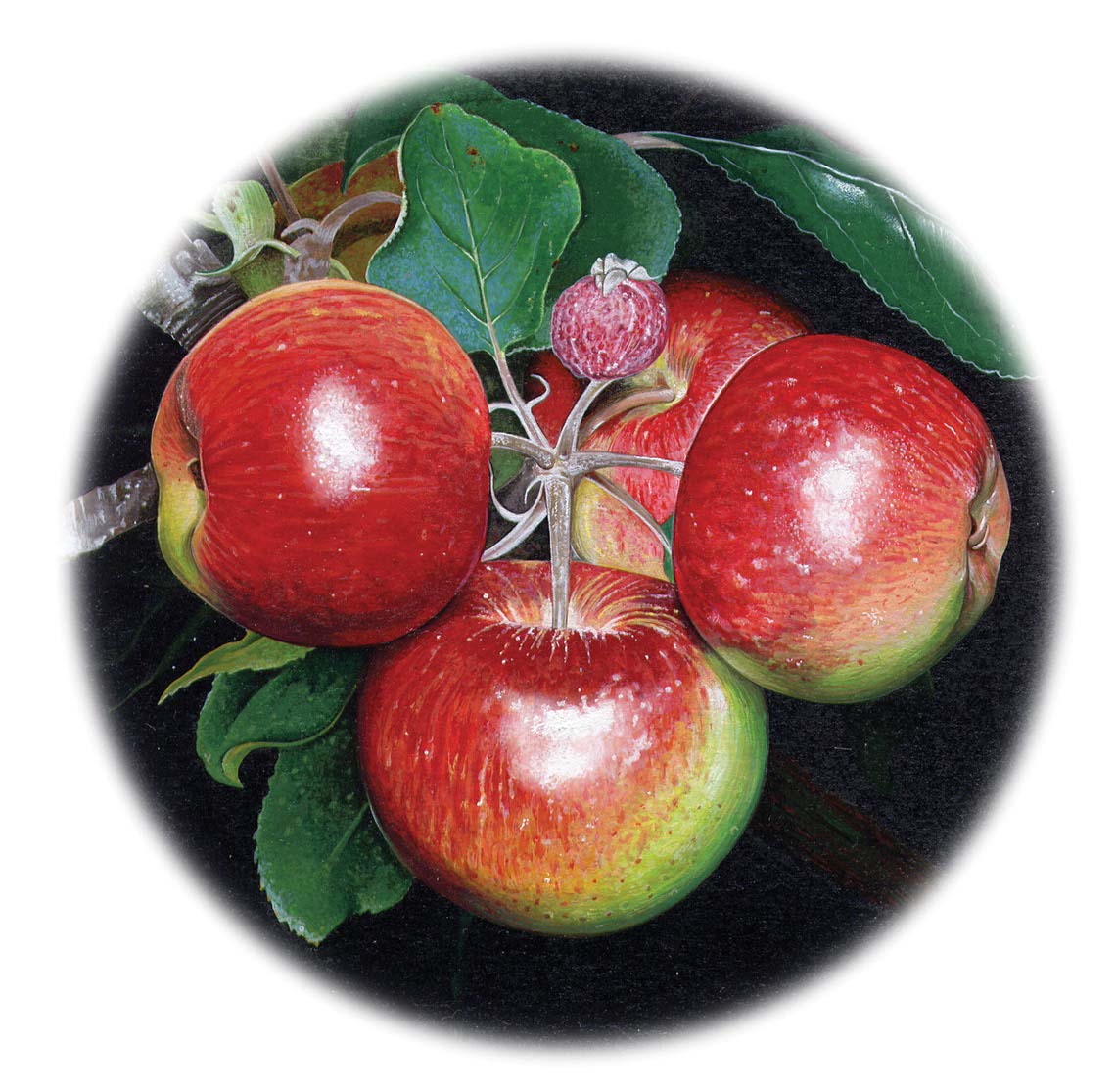 fiammetta-dogi-botanicals-aareps-apples on tree