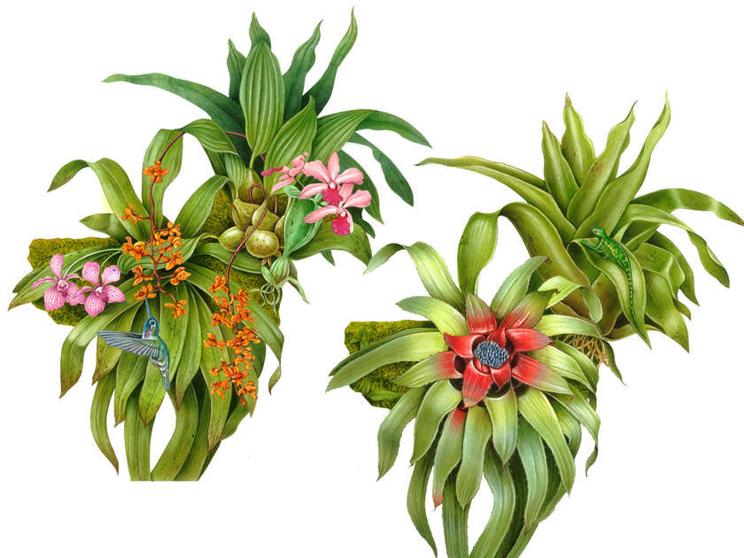 fiammetta-dogi-botanicals-aareps-bromeliad