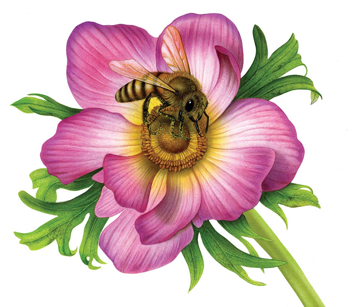 fiammetta-dogi-botanicals-aareps-flower-and-bee