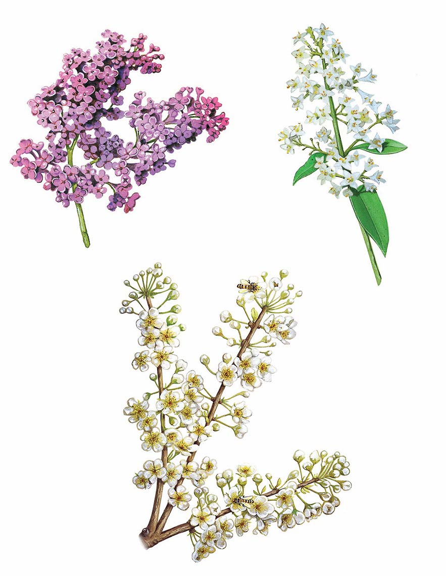 fiammetta-dogi-botanicals-aareps-flower-bontancials