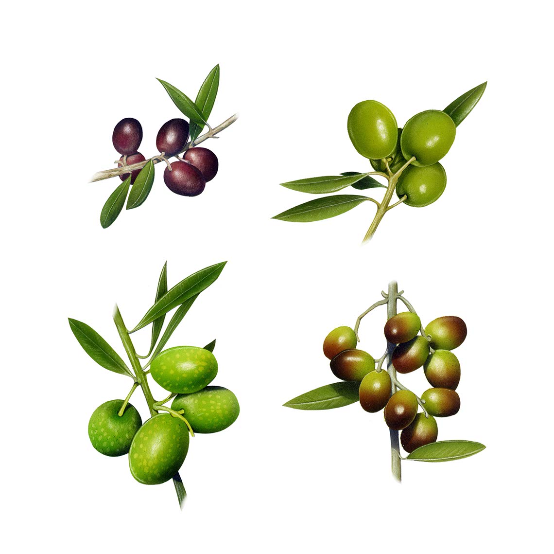 fiammetta-dogi-botanicals-aareps-italian-Olives-Leccino-Ascolana-Pendolino