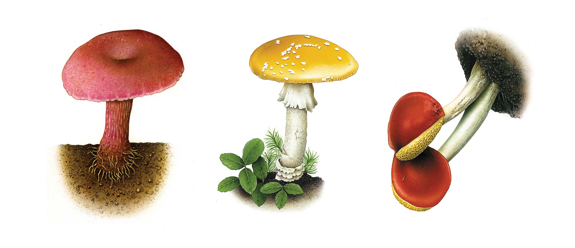 fiammetta-dogi-botanicals-aareps-mushrooms