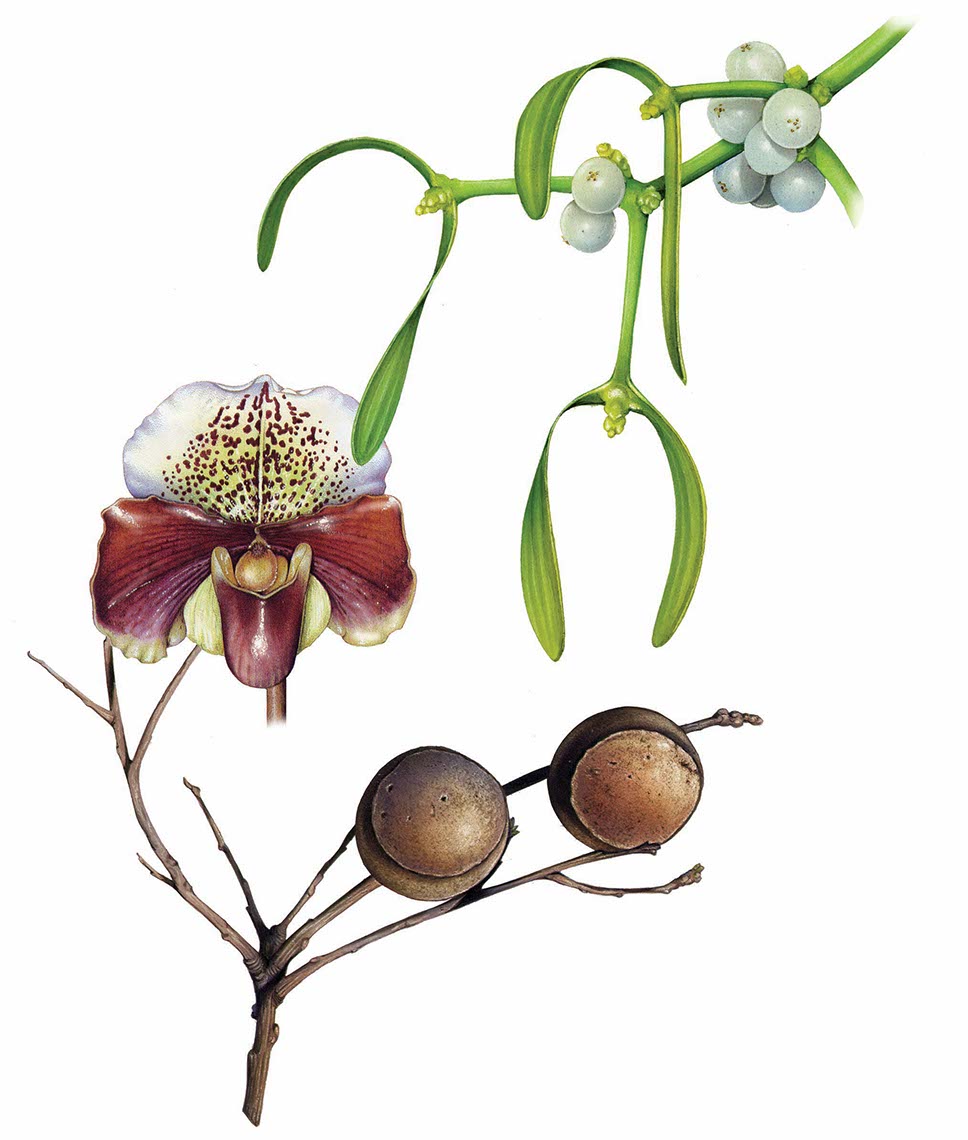 fiammetta-dogi-botanicals-aareps-nuts-and-berries