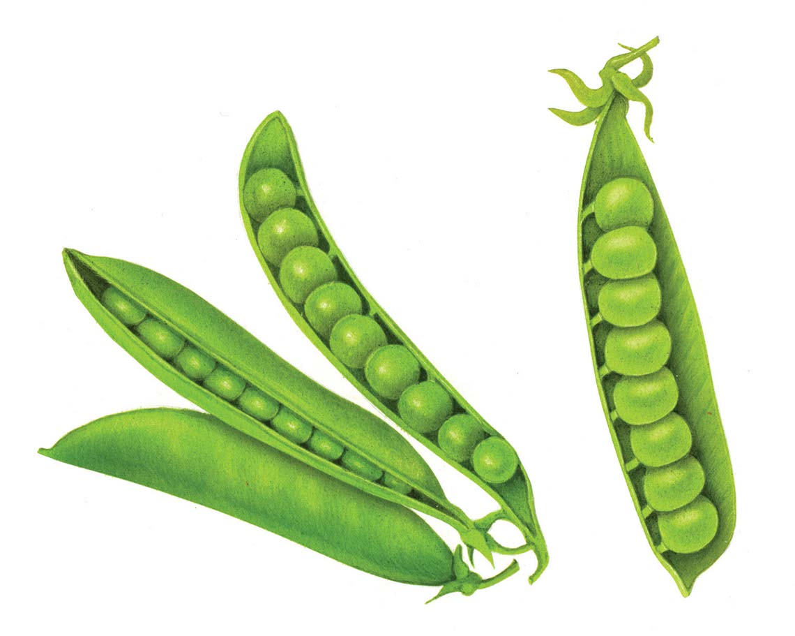 fiammetta-dogi-botanicals-aareps-peas