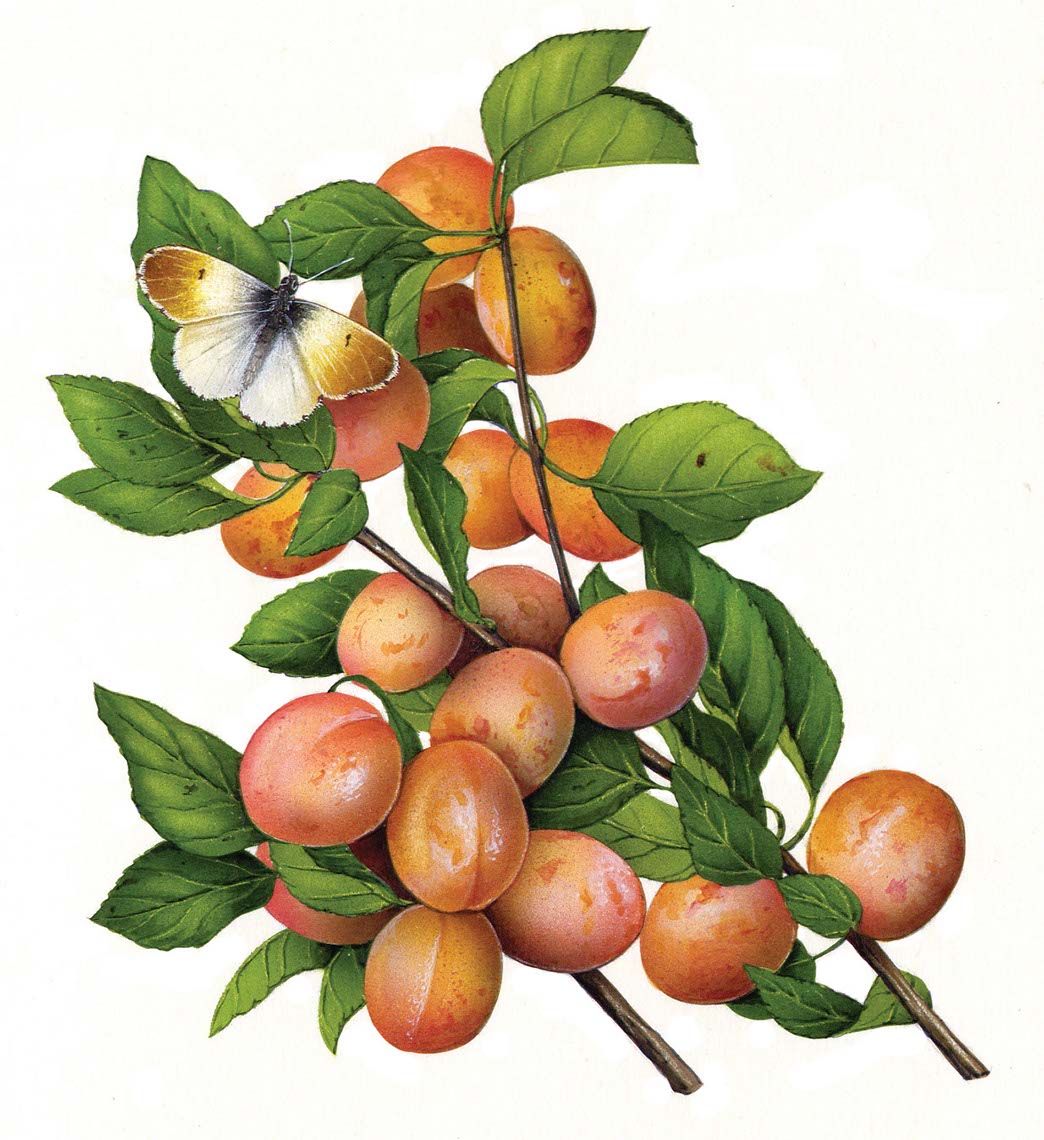 fiammetta-dogi-botanicals-aareps-plums