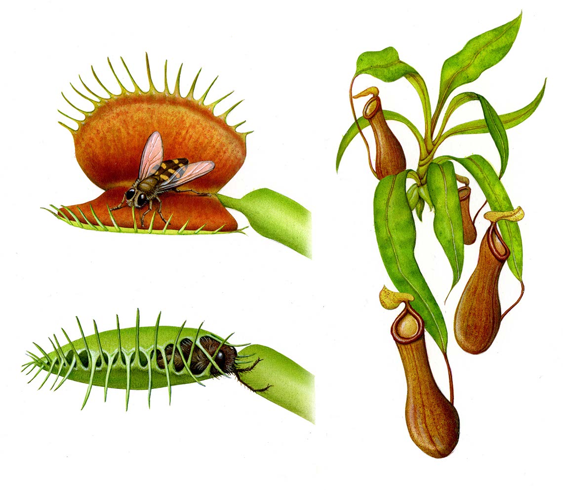 fiammetta-dogi-botanicals-aareps-venus-flytrap_monkey_cup