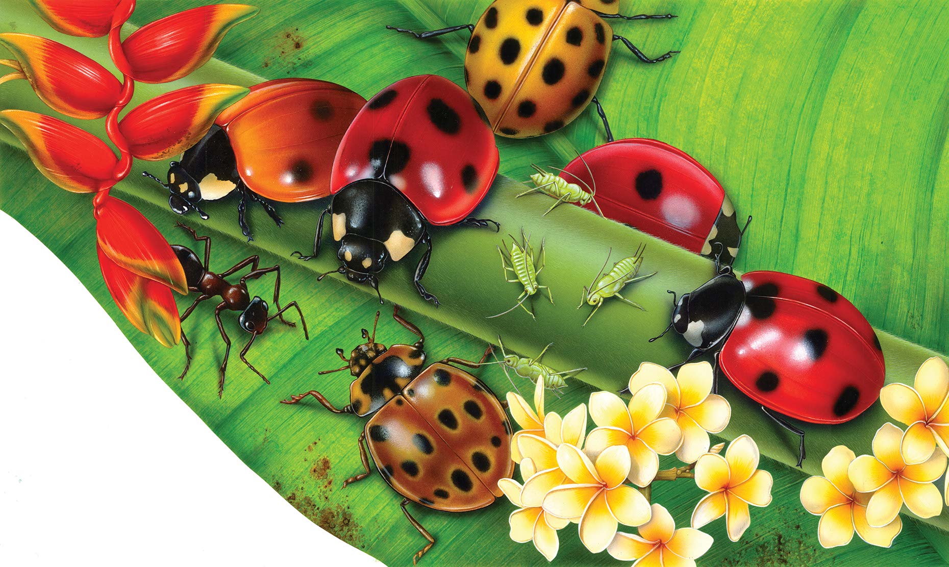 fiammetta-dogi-landscapes-aareps-ladybugs-on plant