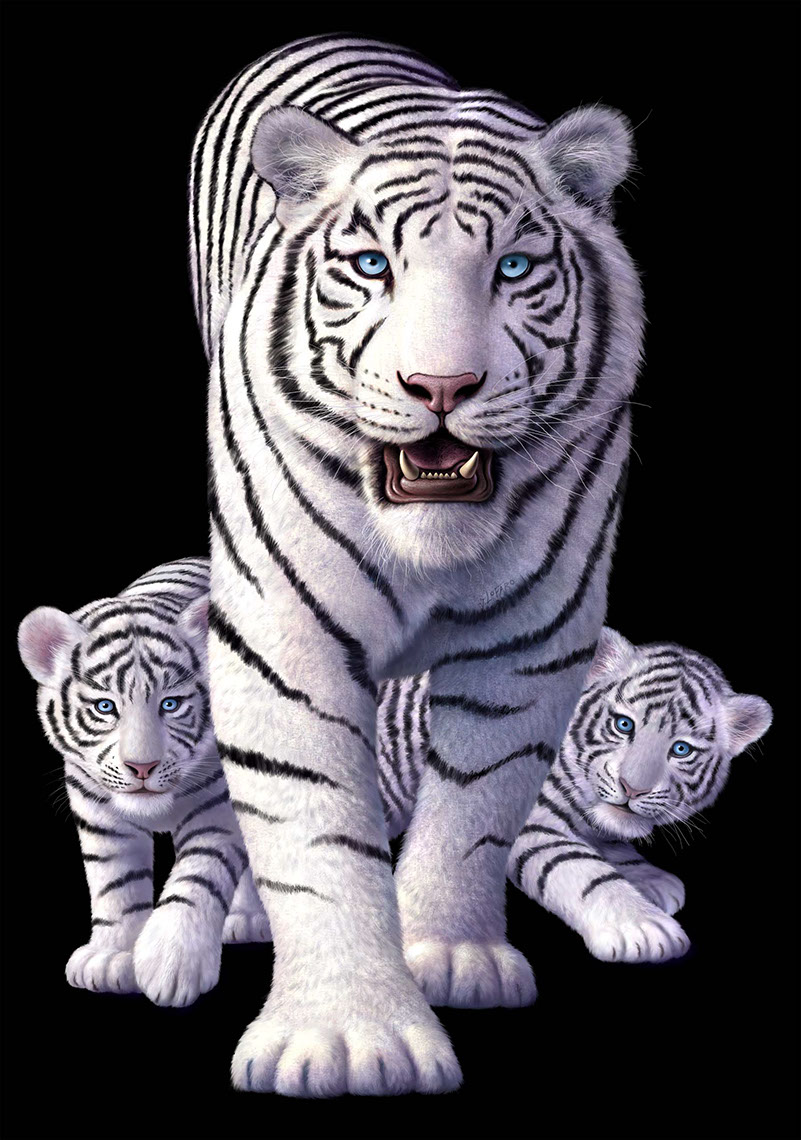 illustration-Animals_White tiger-Jerry LoFaro