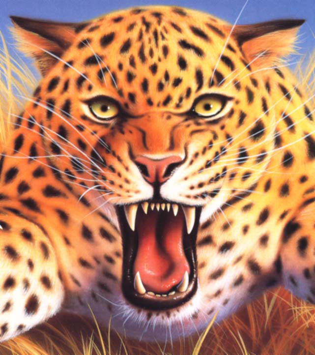 illustration-Animals_cheetah-Jerry LoFaro