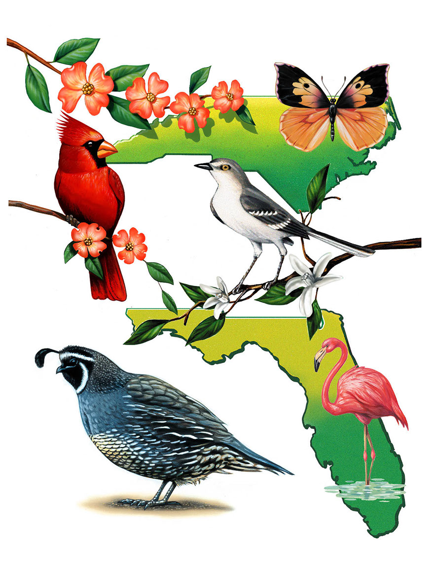 illustration-Animals and Nature_Birds and flowers of florida and north carolina-Impressa