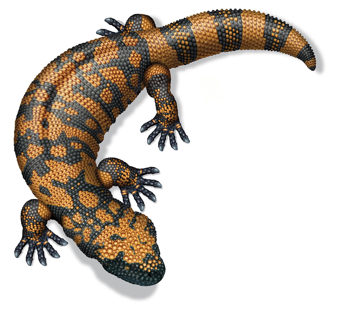 illustration-Animals and Nature_Black and tan Lizard-Bill-Graham