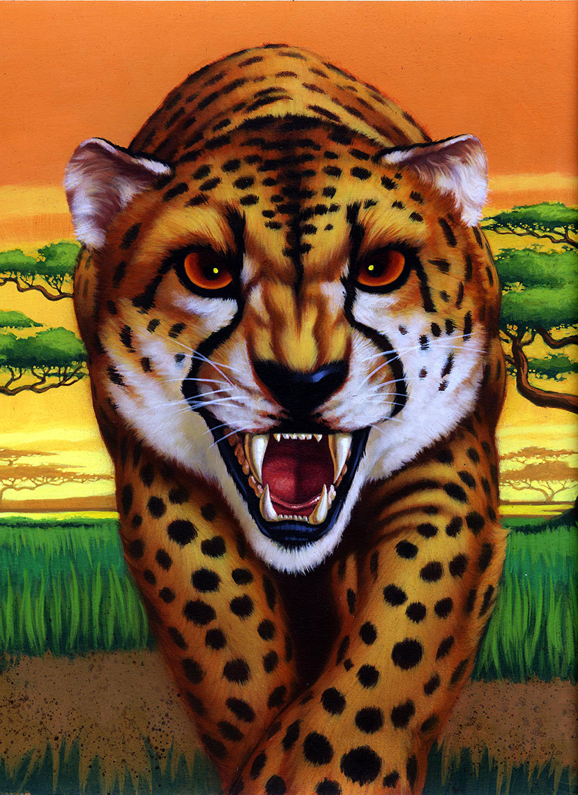 illustration-Animals and Nature_Cheetah-Shawn McKelvey