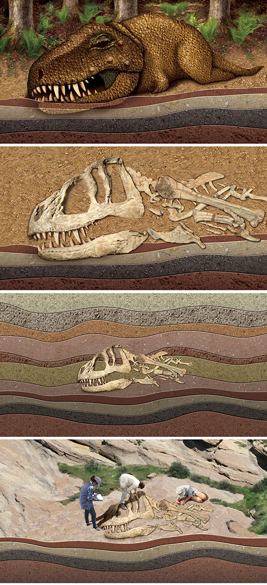 illustration-Animals and Nature_Fossilization-Bill-Graham