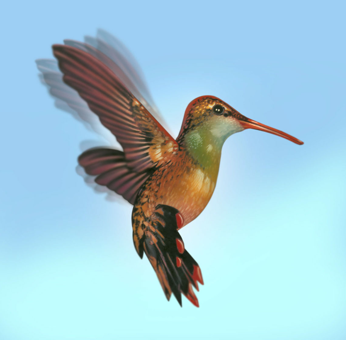 illustration-Animals and Nature_Humingbird-Impressa