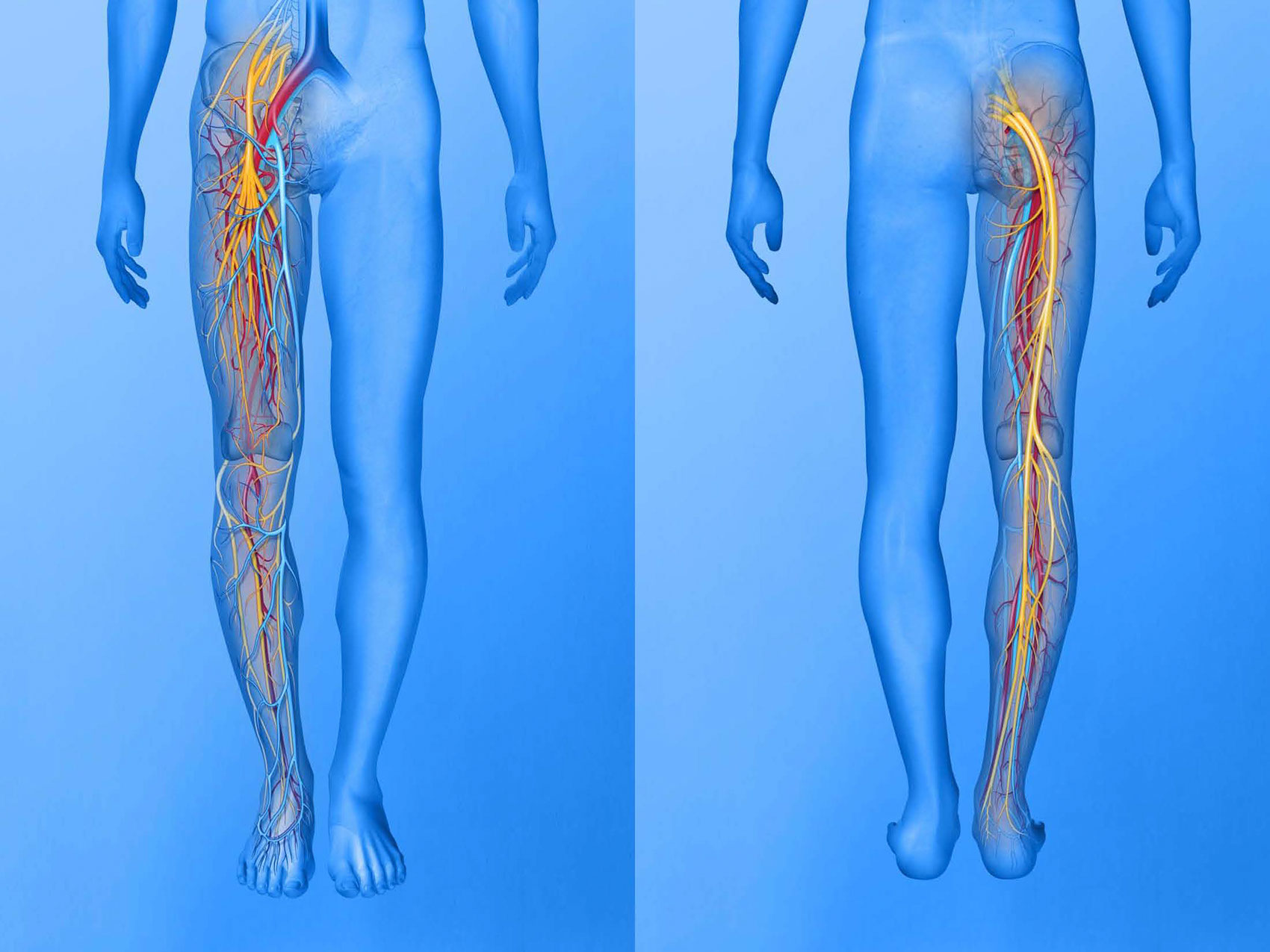 illustration-CGI Medical_Circulatory system right leg-Matt Zang
