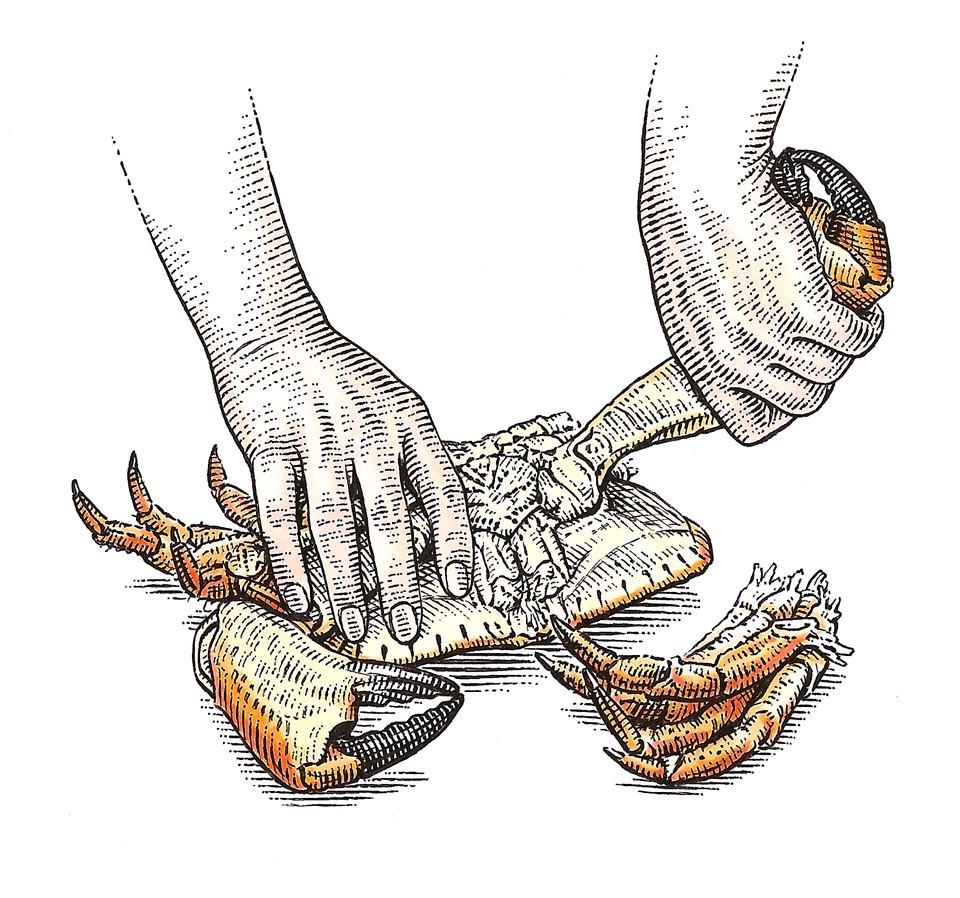 illustration-Crab-by-Dave Hopkins