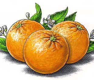illustration-Food_310x265_Oranges-Dave Hopkins