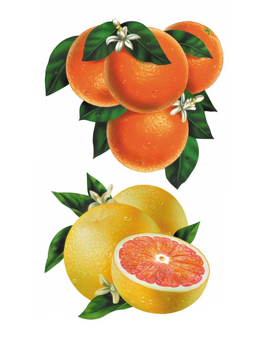 illustration-Food and Packaging_Orange and grapefruit-Impressa