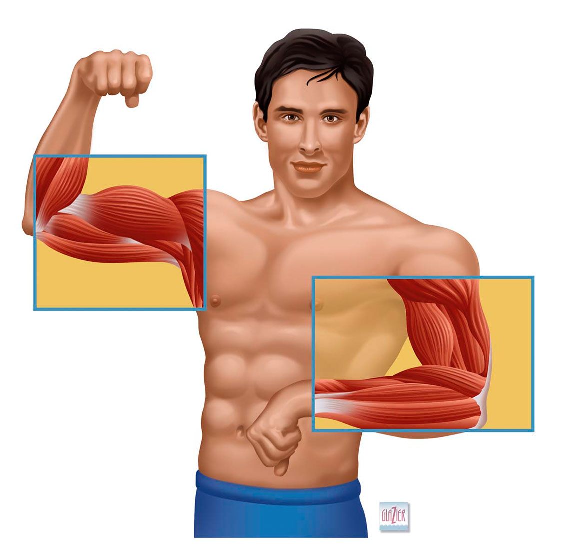 illustration-Medical_Biceps-Garth Glazier
