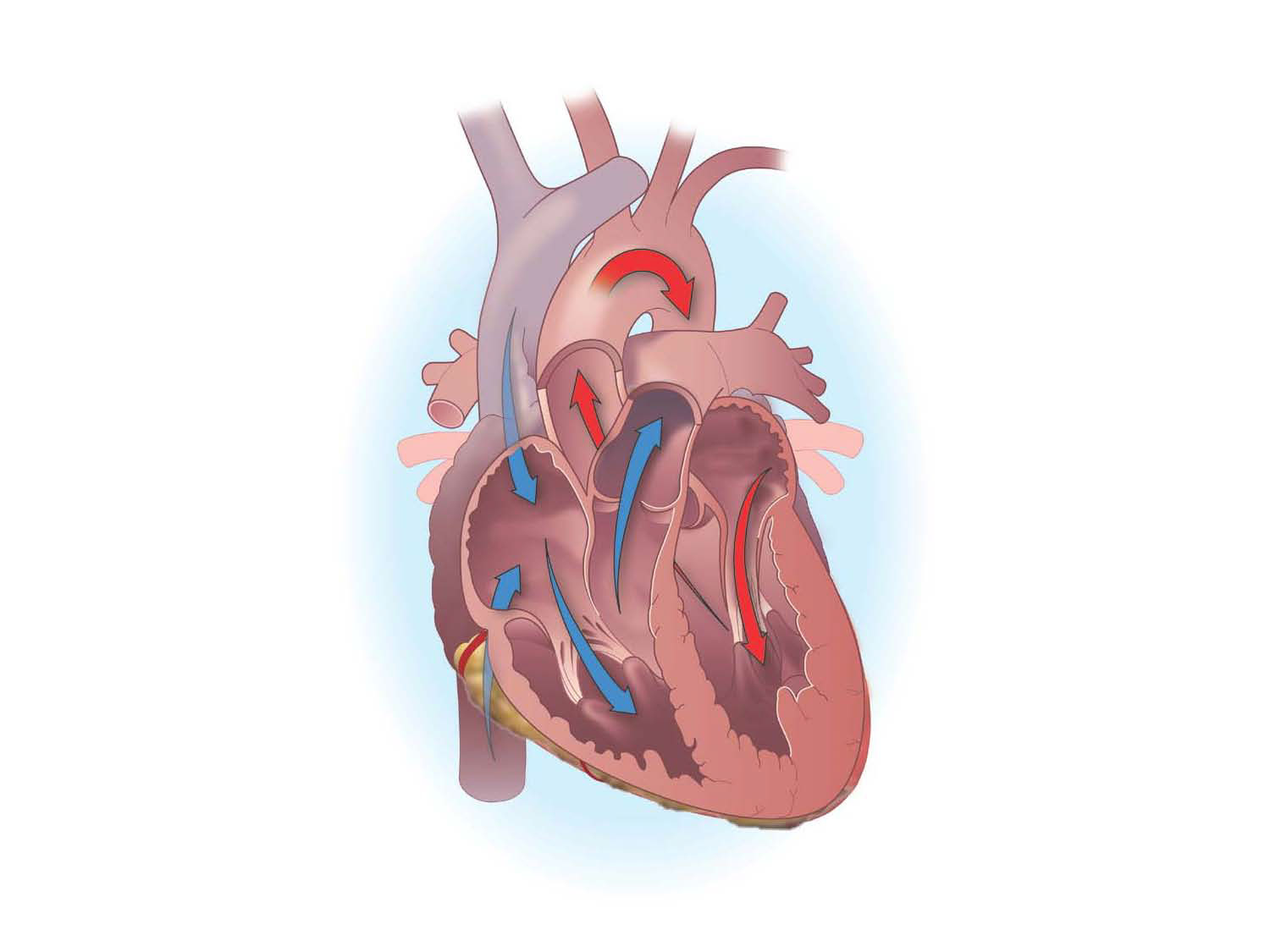 illustration-Medical_Blood in the heart-Matt Zang