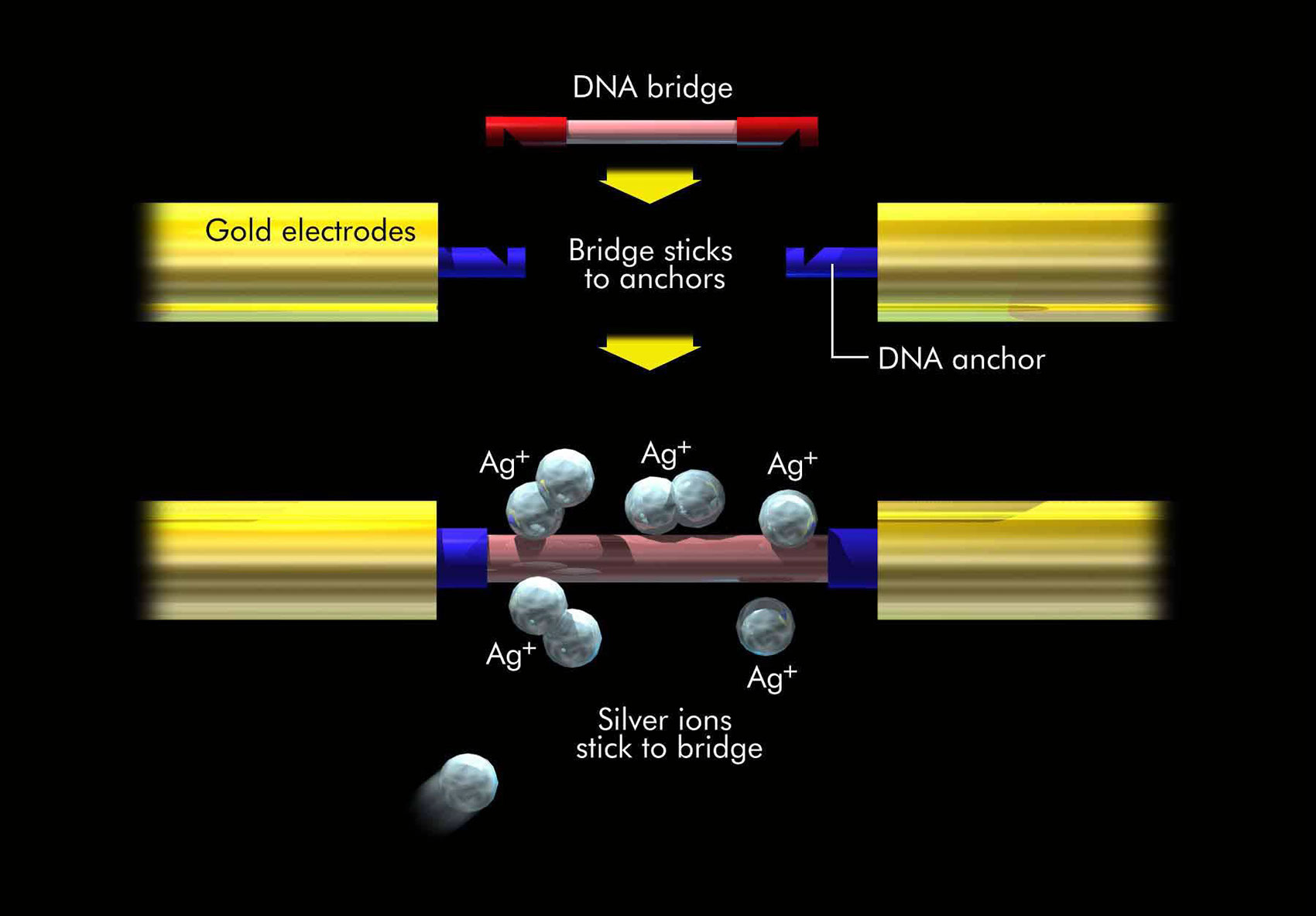 illustration-Medical_DNA bridge-Matt Zang
