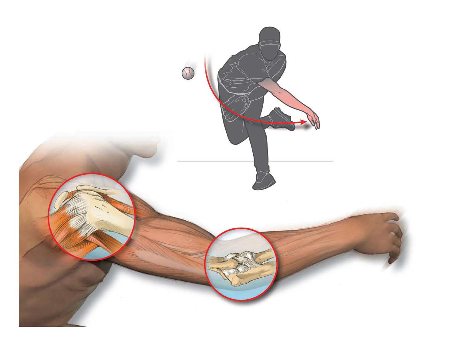 illustration-Medical_Shoulder and elbow motion for throwing a ball-Matt Zang