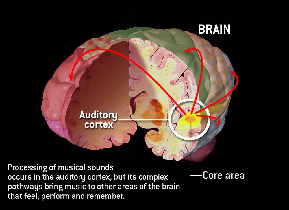 illustration-Medical_The auditory cortex-Matt Zang