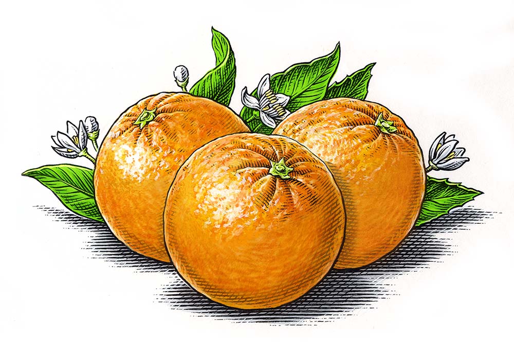 illustration-Oranges-by-Dave Hopkins