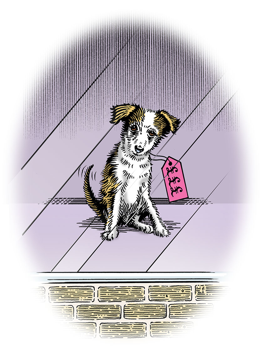 illustration-Retro_Doggie in window-Pastiche