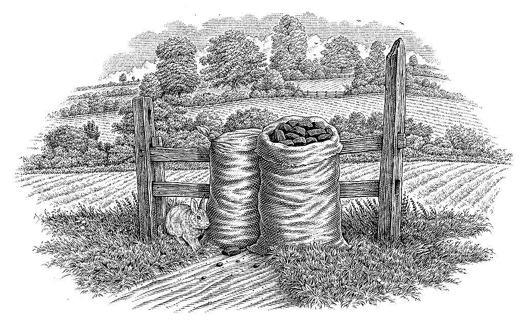 illustration-bw-etching-linework-coal sacks-Dave Hopkins